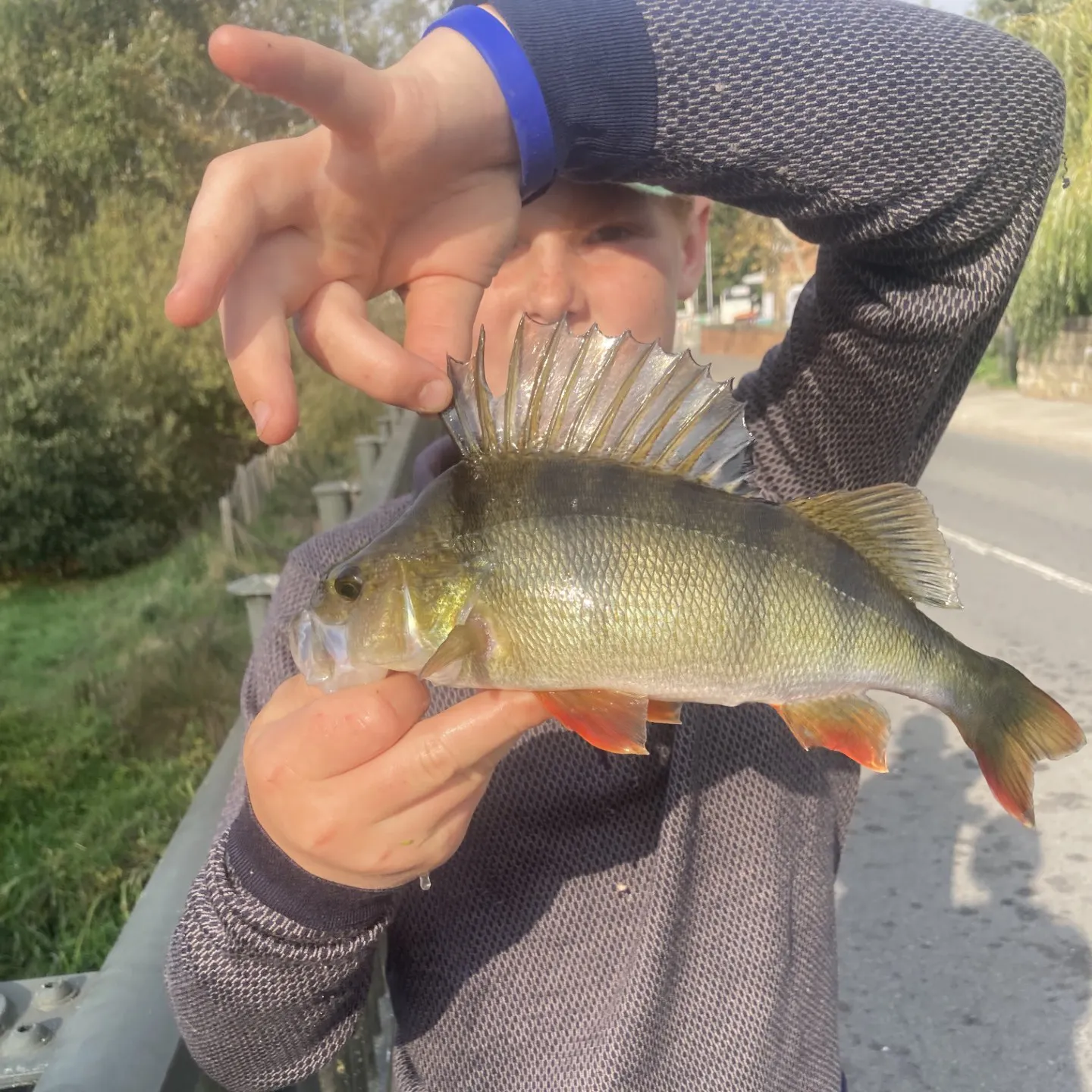 European perch caught on Fishbrain