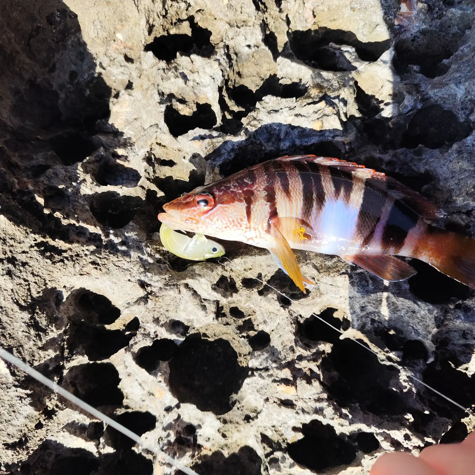 The most recent Painted comber catches on Fishbrain