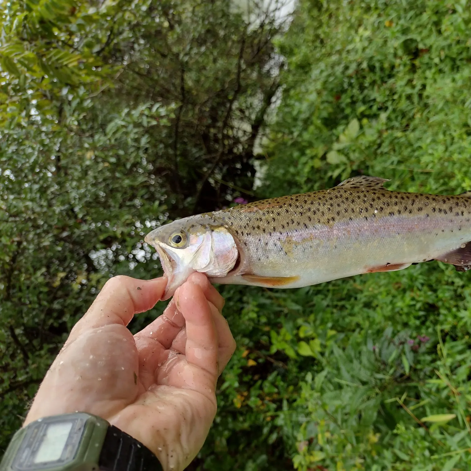 Rainbow trout caught on Fishbrain