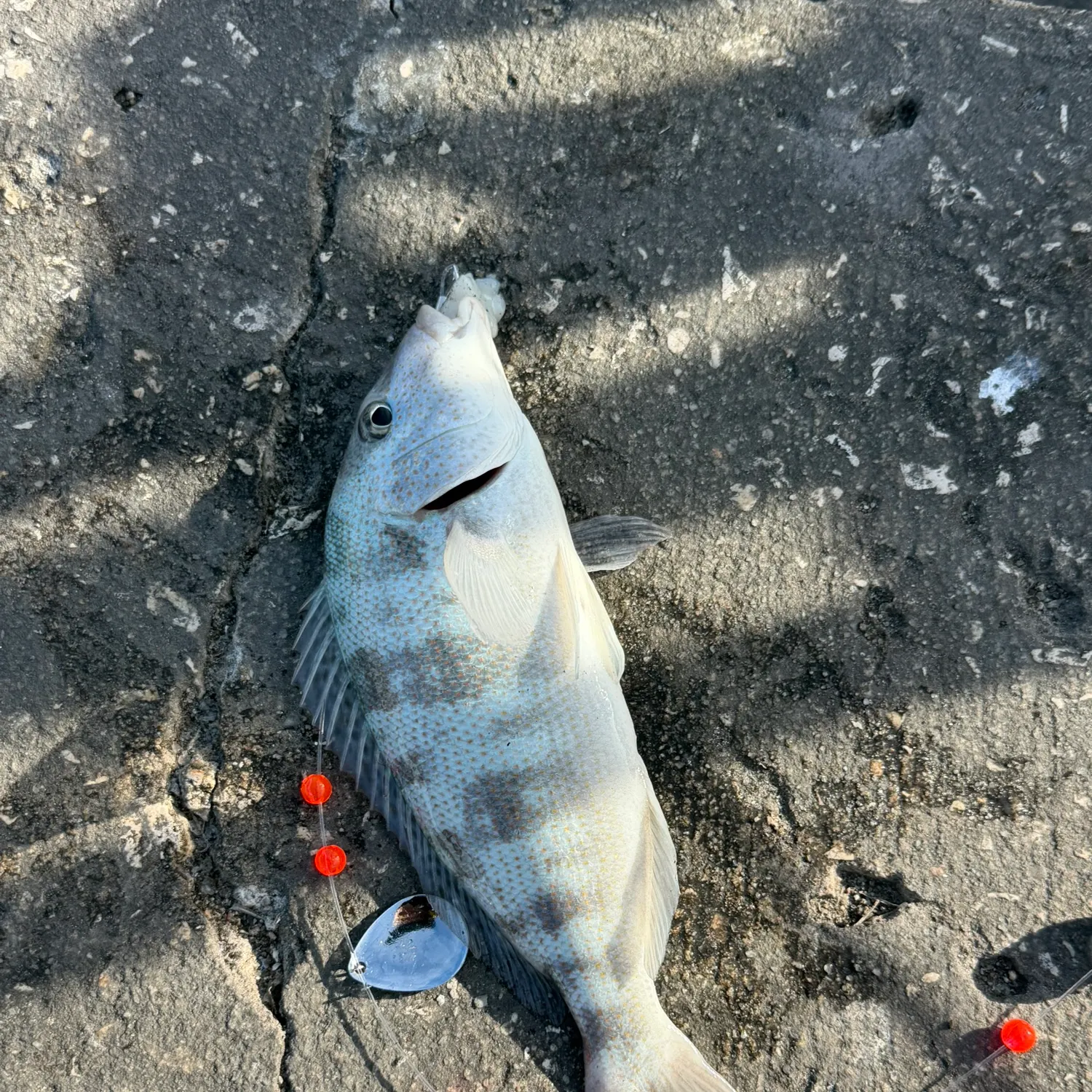 The most recent Sand perch catches on Fishbrain