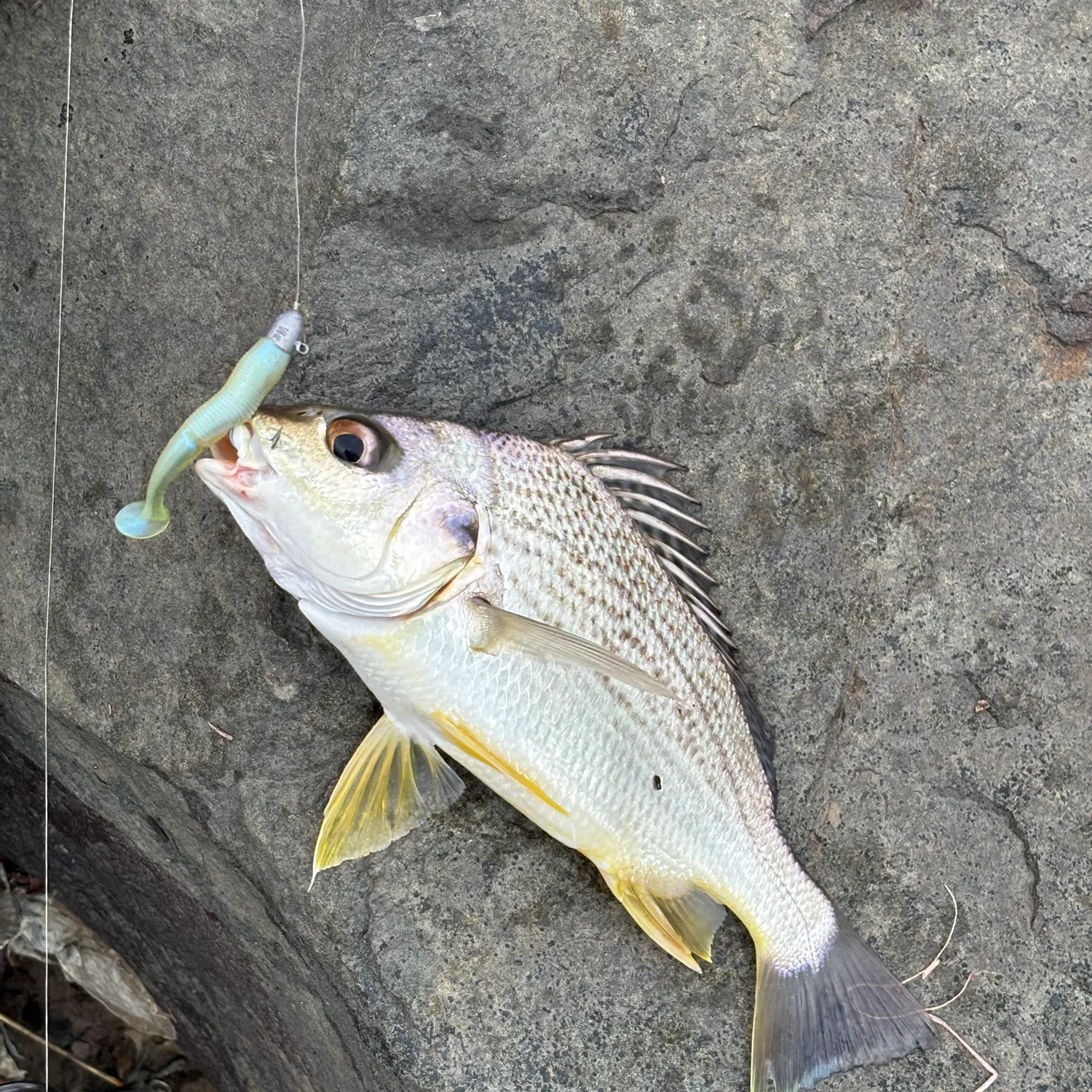 The most recent Smallspotted grunter catches on Fishbrain