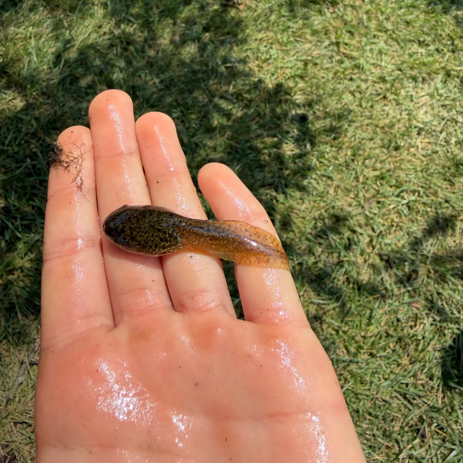 The most recent Tadpole whiptail catches on Fishbrain