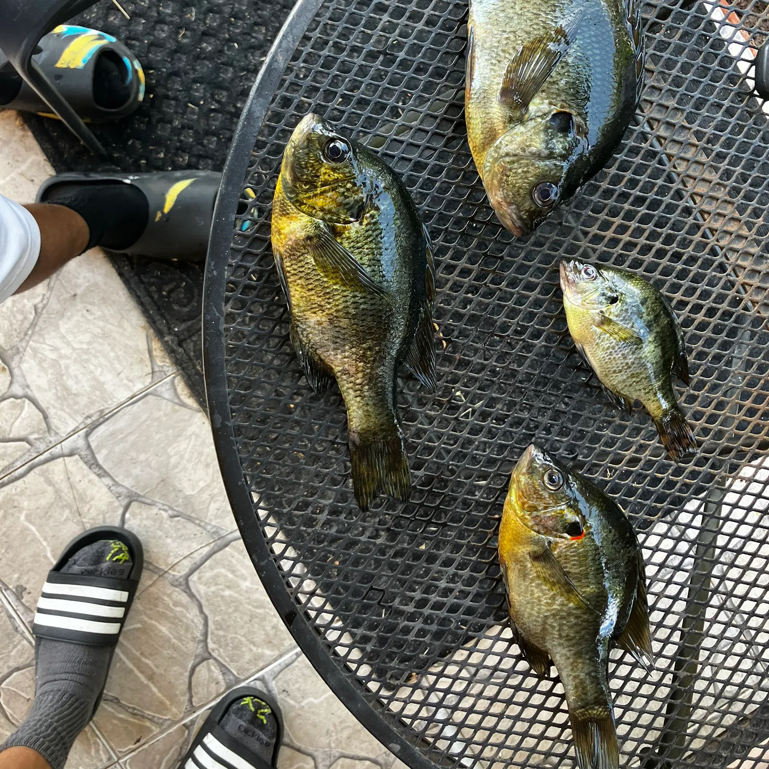 recently logged catches