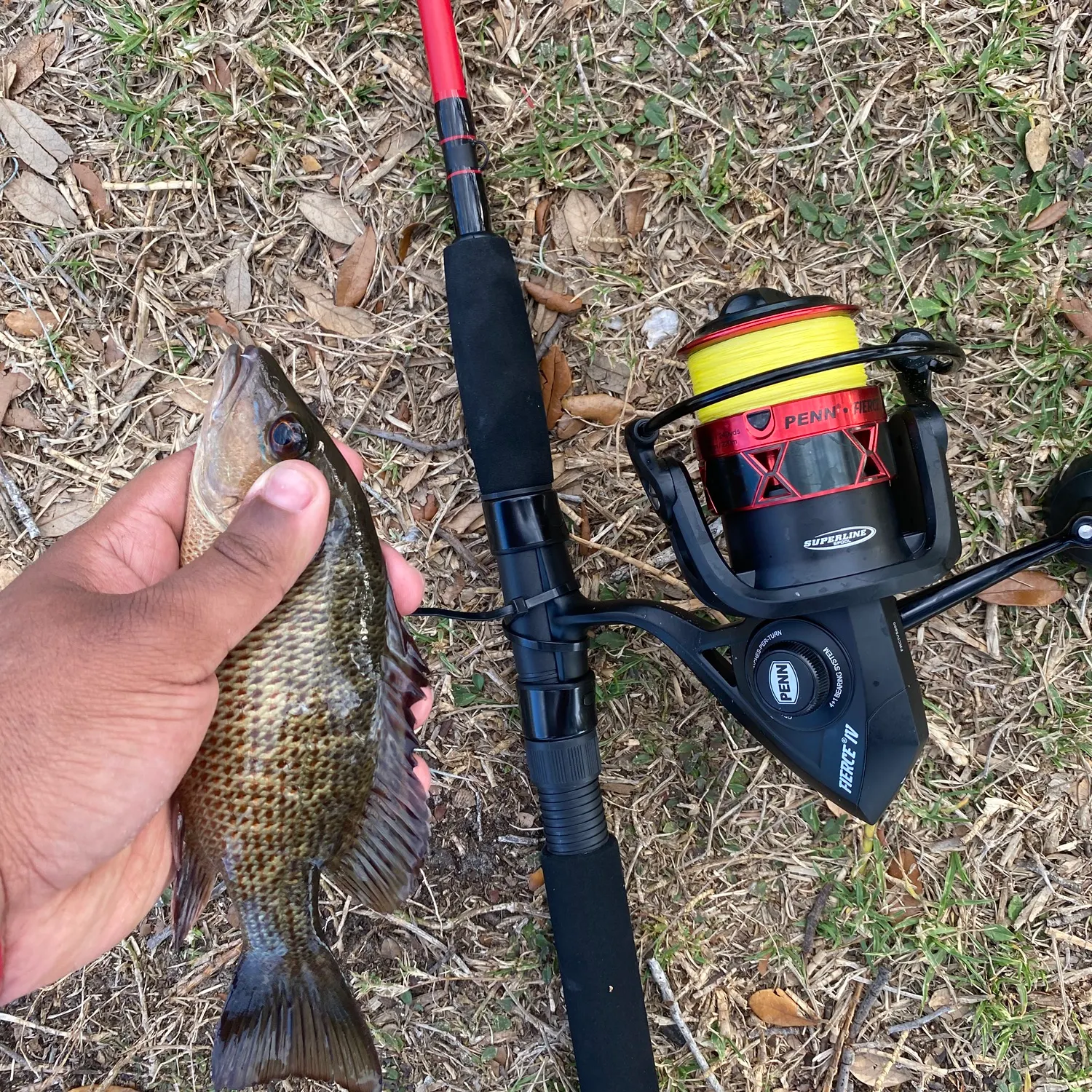 The most recent Mangrove snapper catches on Fishbrain