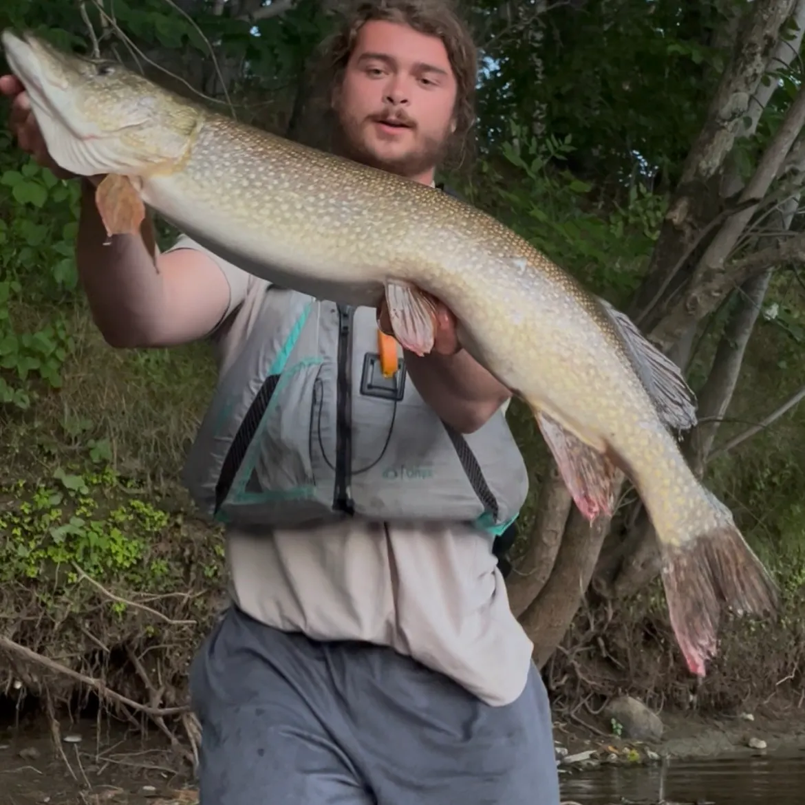 Northern pike caught on Fishbrain