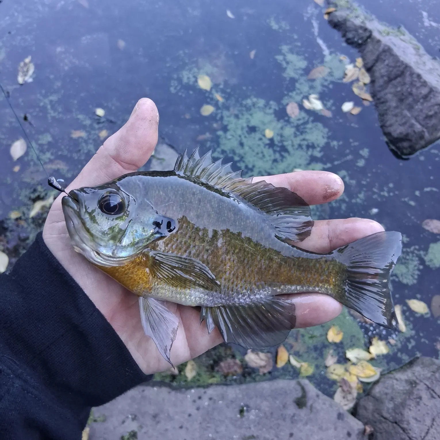 Bluegill caught on Fishbrain