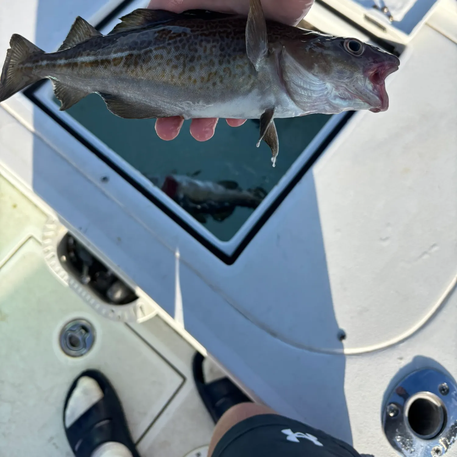 Atlantic cod caught on Fishbrain