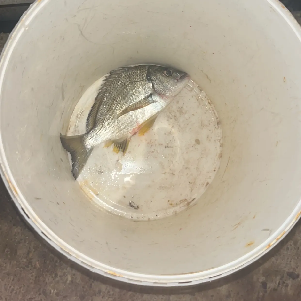 Surf bream caught on Fishbrain