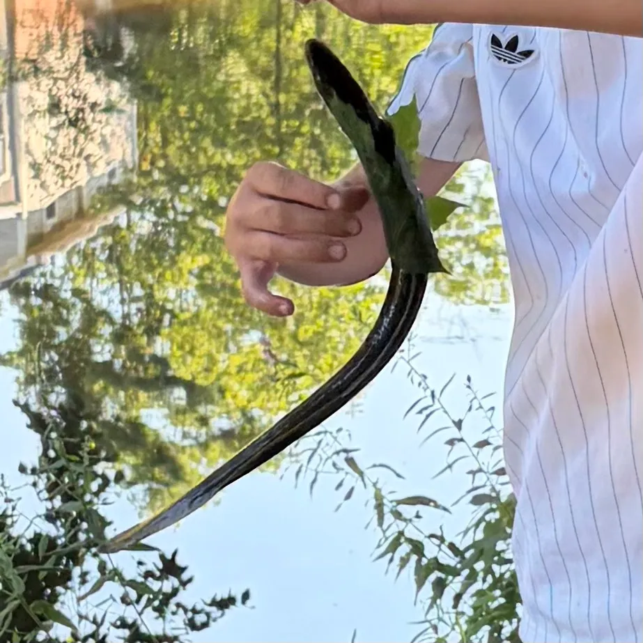 American eel caught on Fishbrain