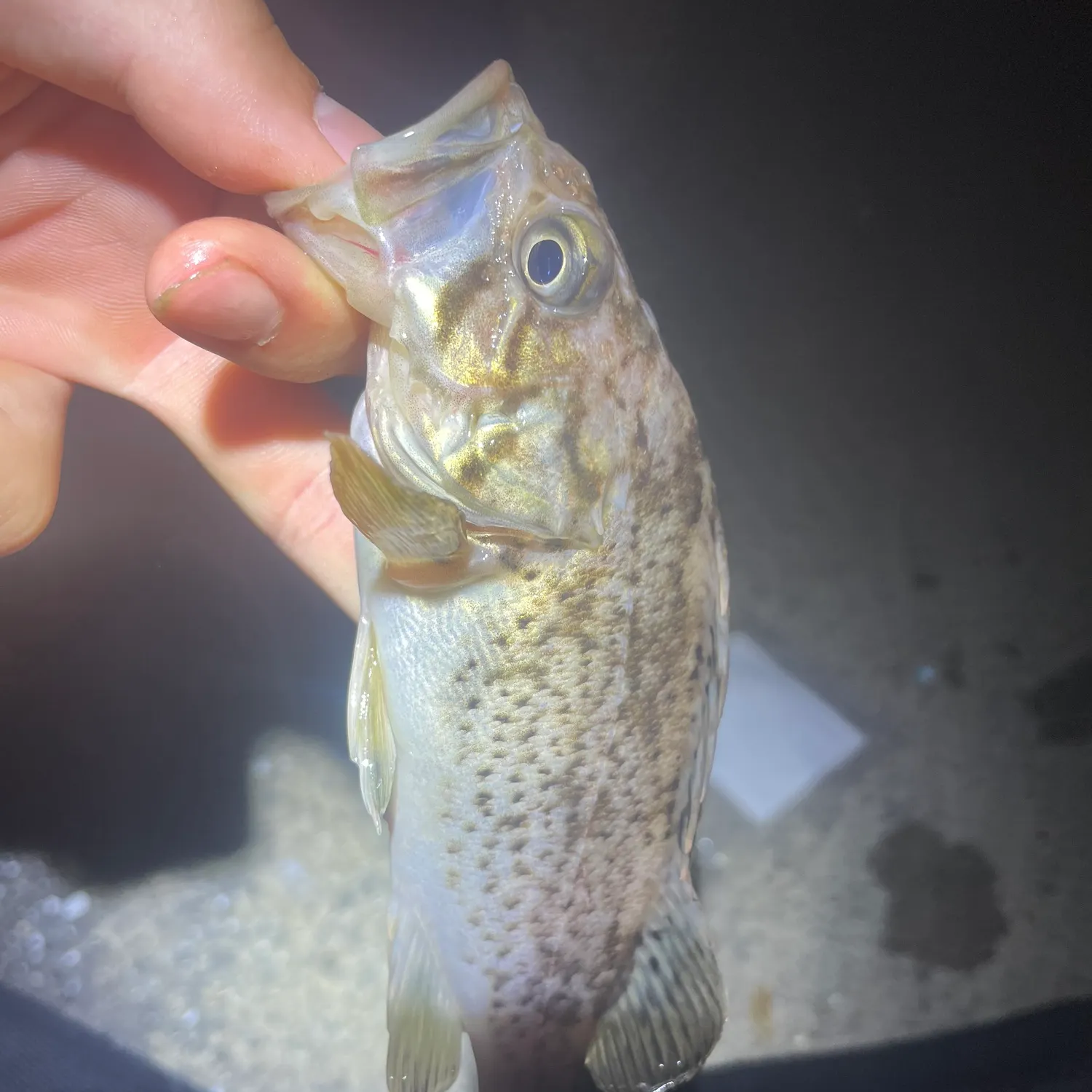 The most recent Japanese white seaperch catches on Fishbrain