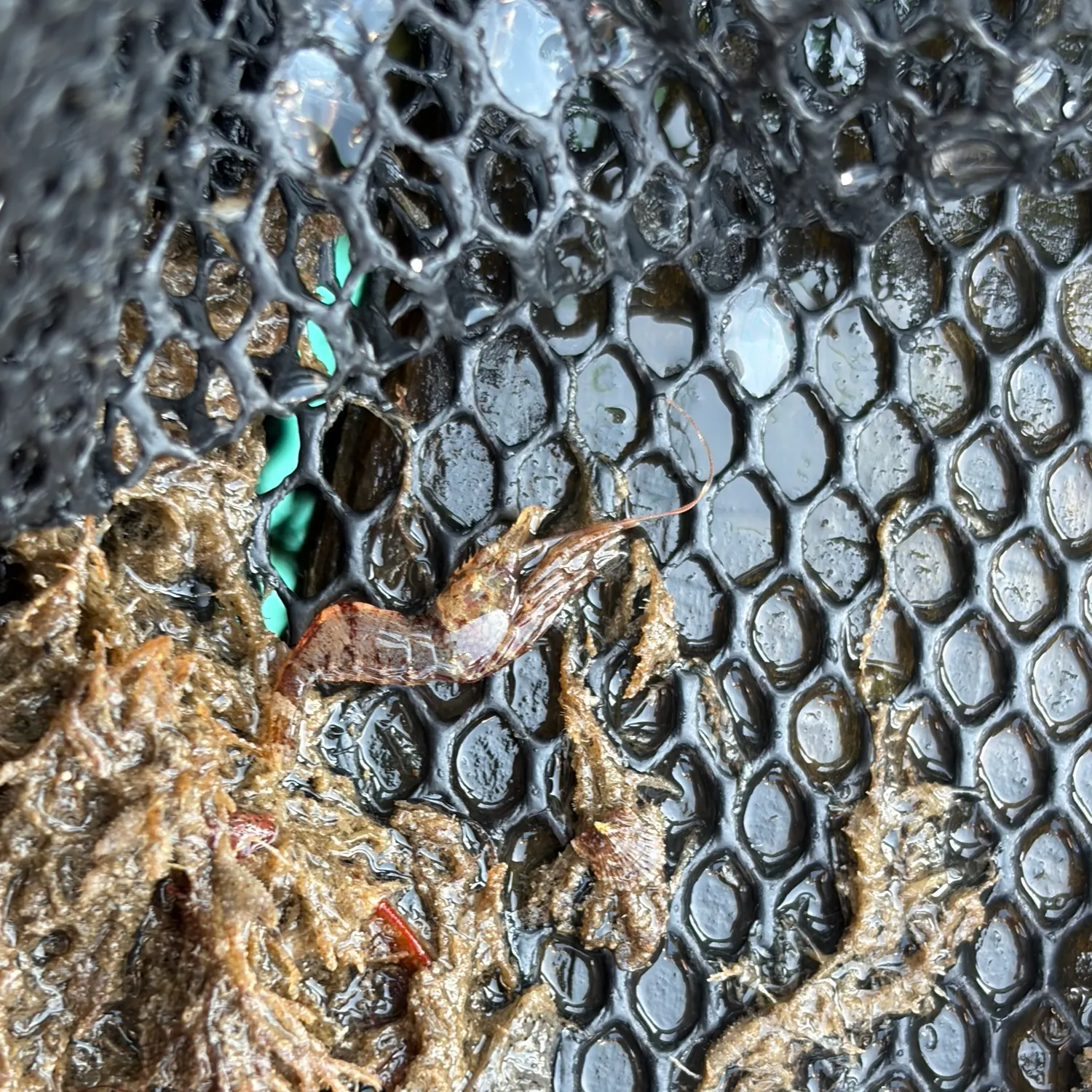 Kelp bass caught on Fishbrain