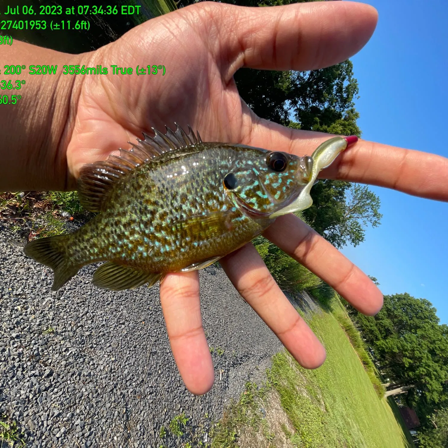 recently logged catches