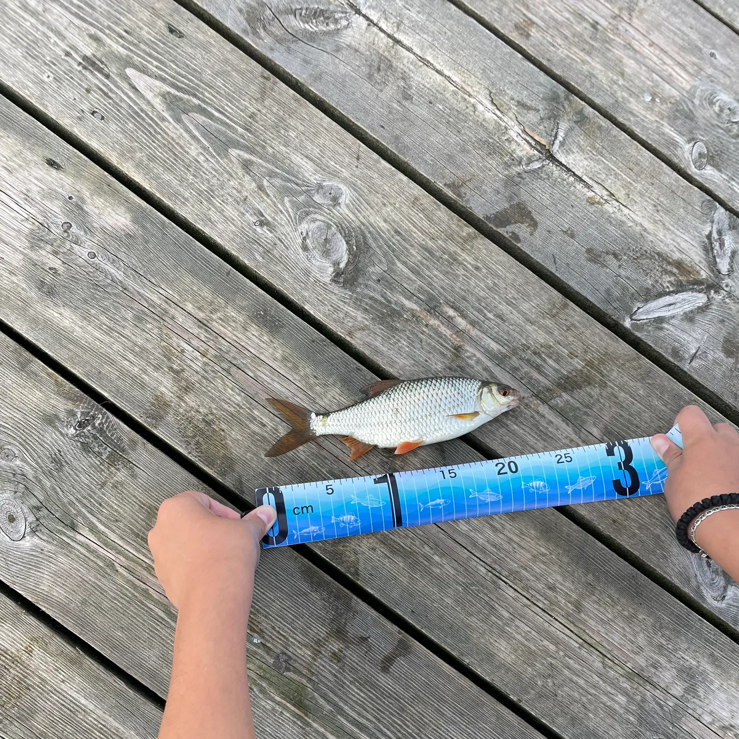 Common roach caught on Fishbrain