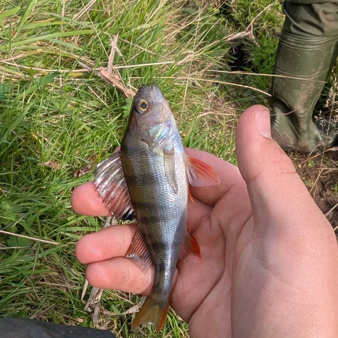 European perch caught on Fishbrain