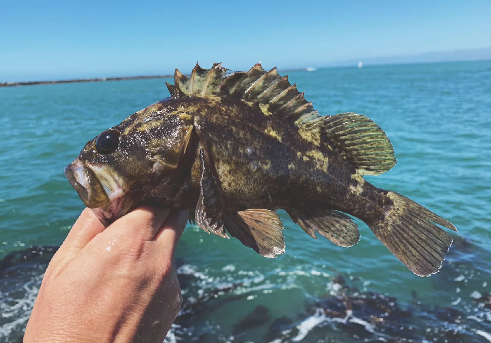 Grass rockfish