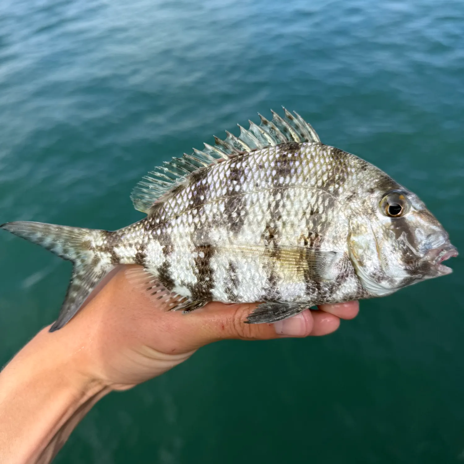 The most recent Sheepshead porgy catches on Fishbrain