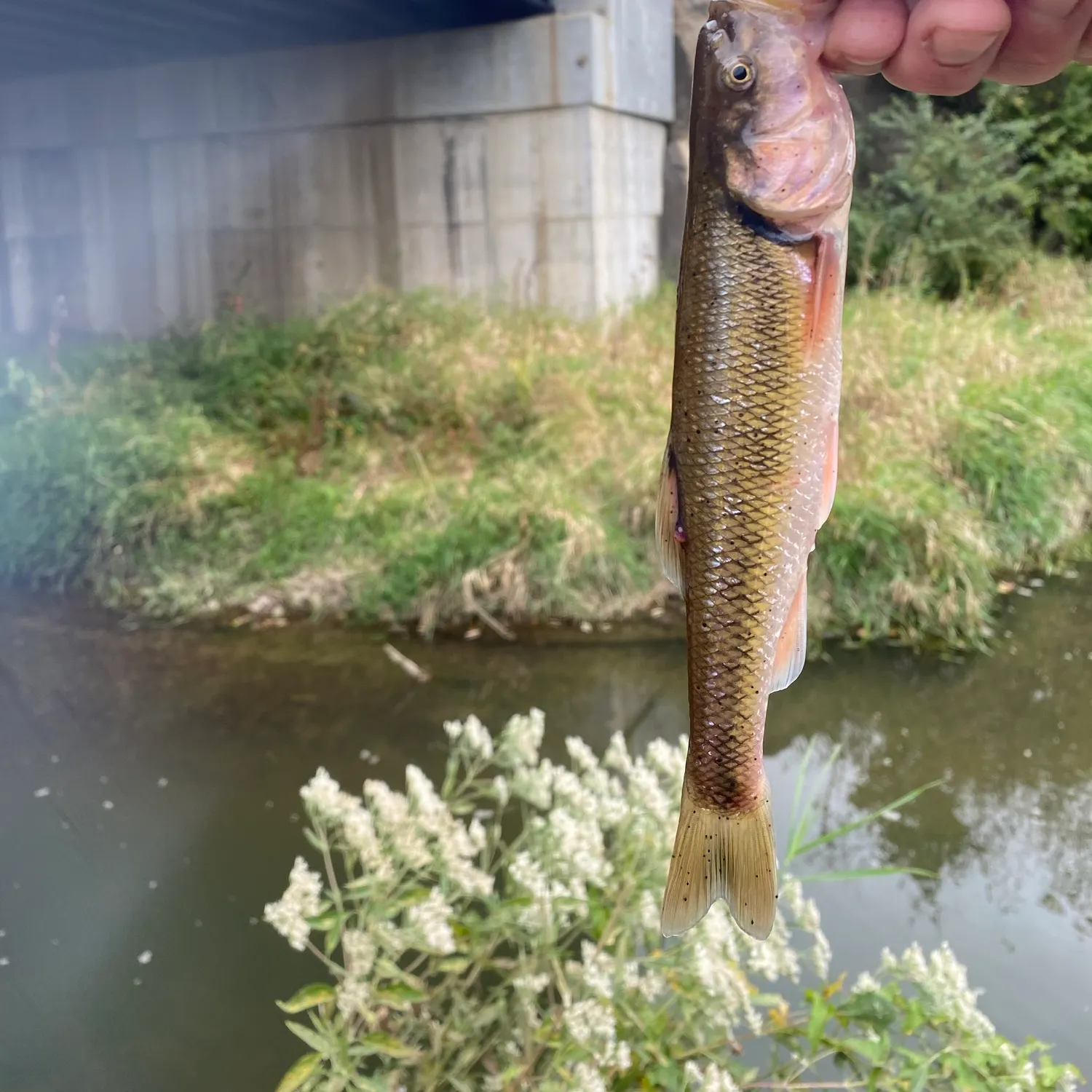 Creek chub caught on Fishbrain