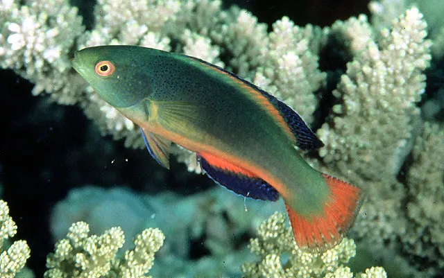 Scott's wrasse