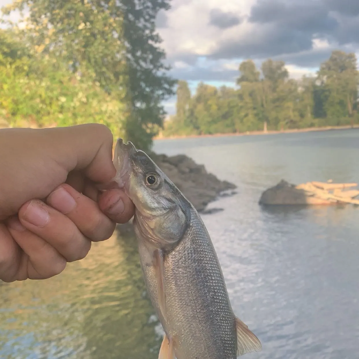 The most recent Northern pikeminnow catches on Fishbrain
