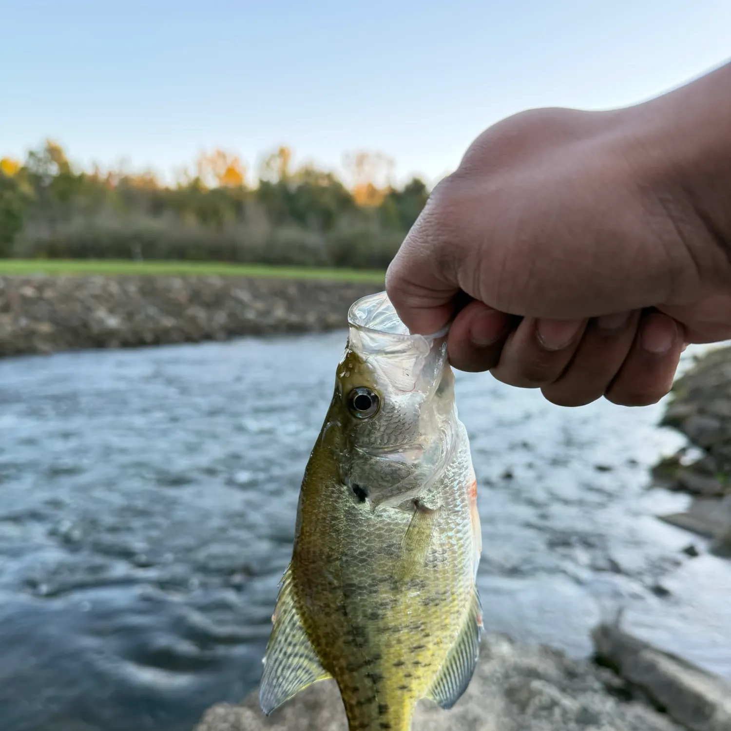 White crappie caught on Fishbrain