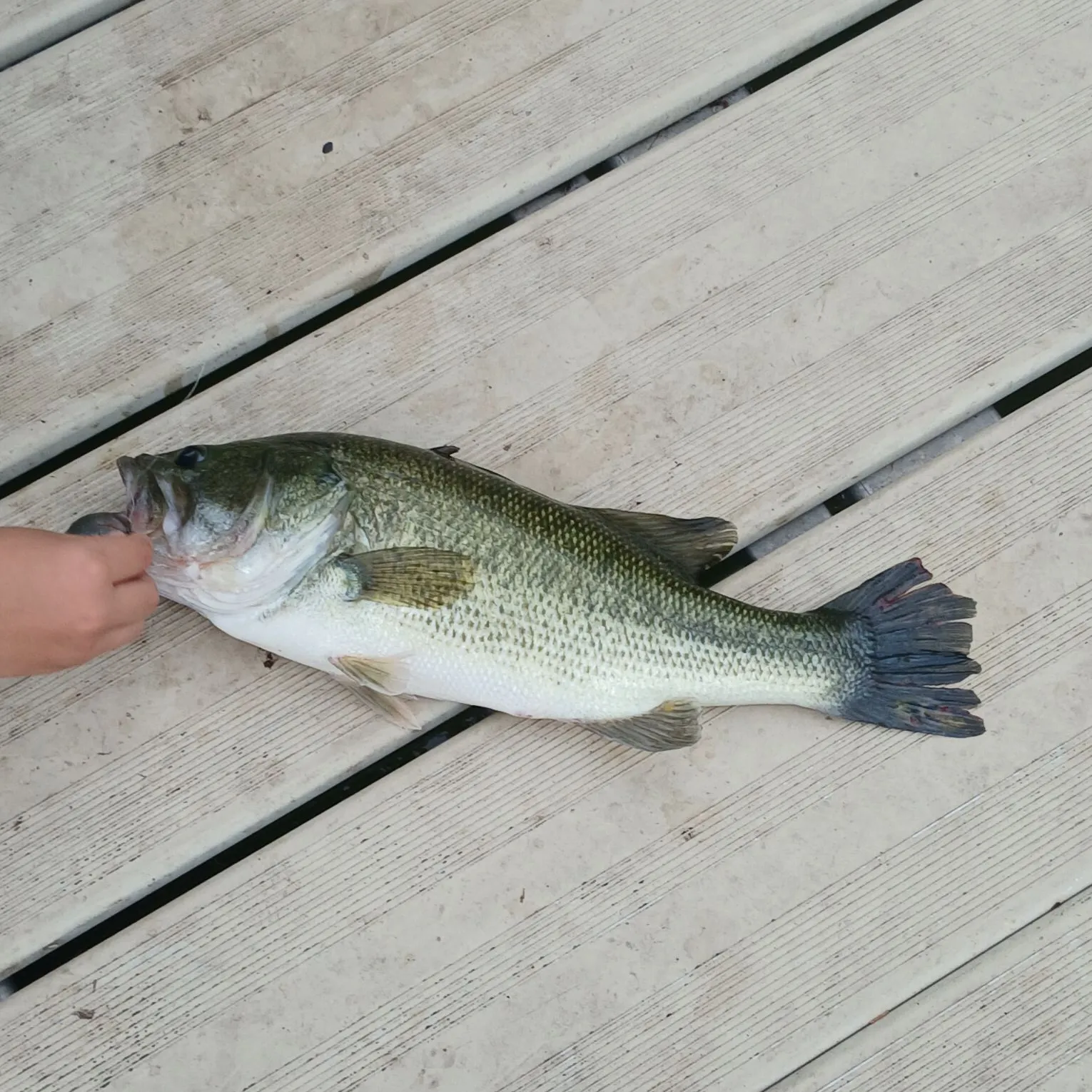 Largemouth bass caught on Fishbrain