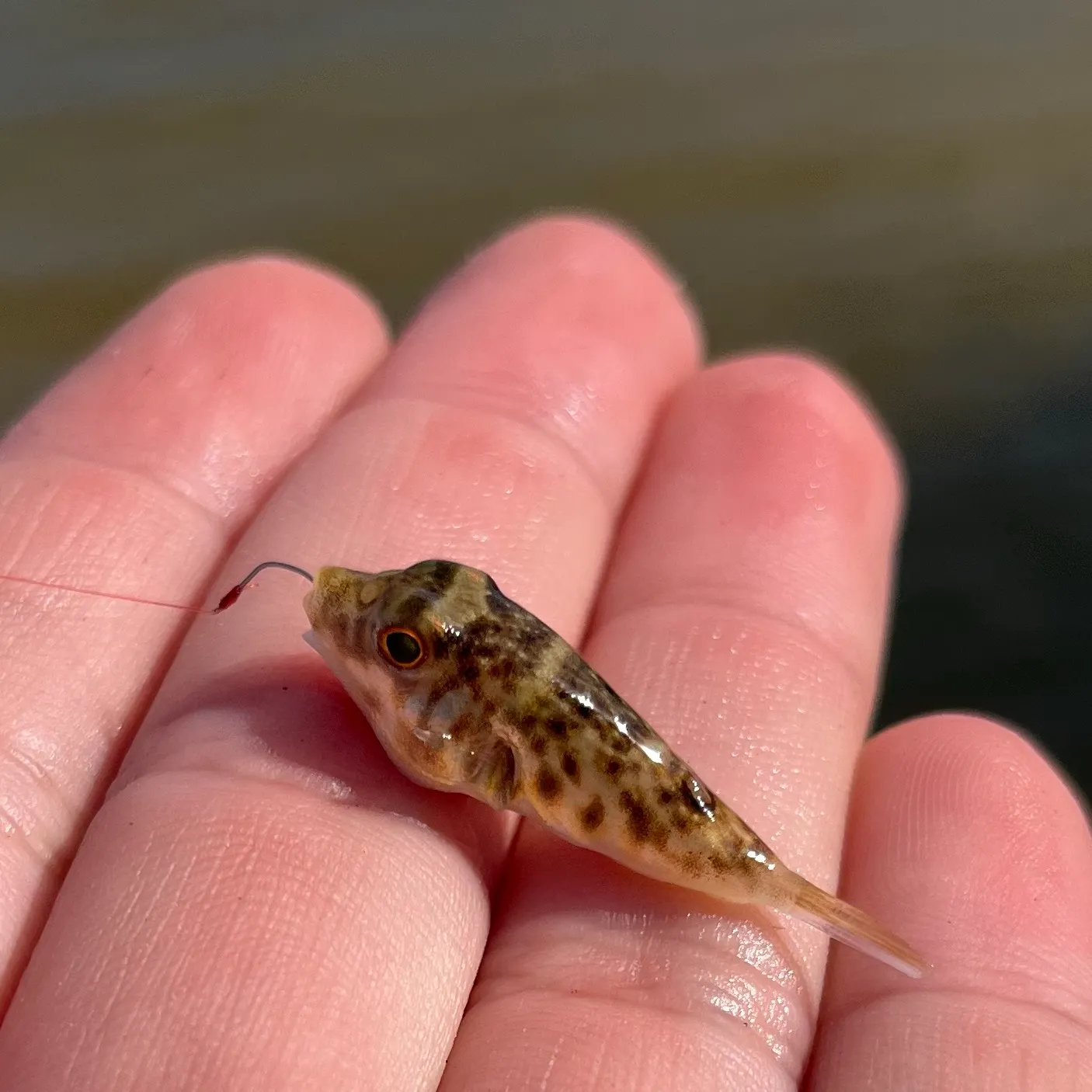 The most recent Least puffer catches on Fishbrain