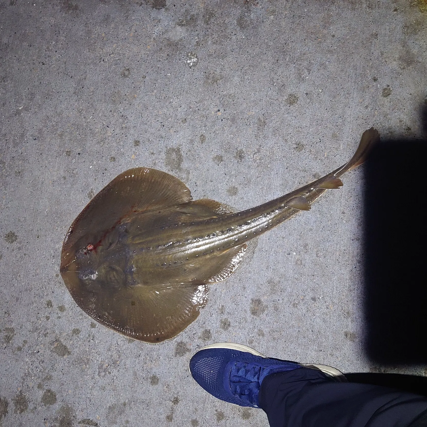 The most recent Thornback guitarfish catches on Fishbrain
