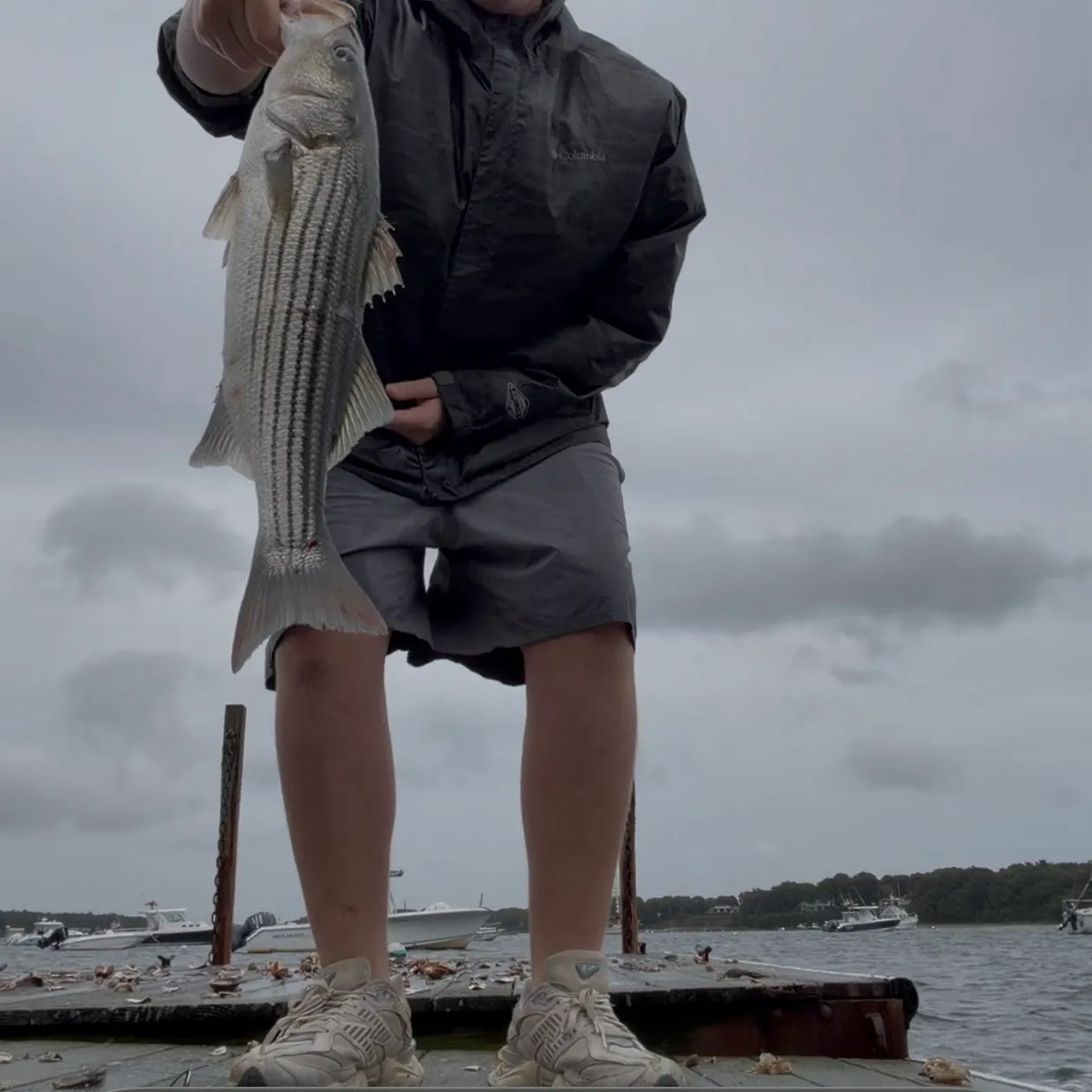 Striped bass caught on Fishbrain