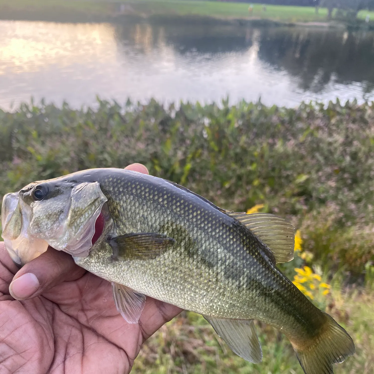 Largemouth bass caught on Fishbrain