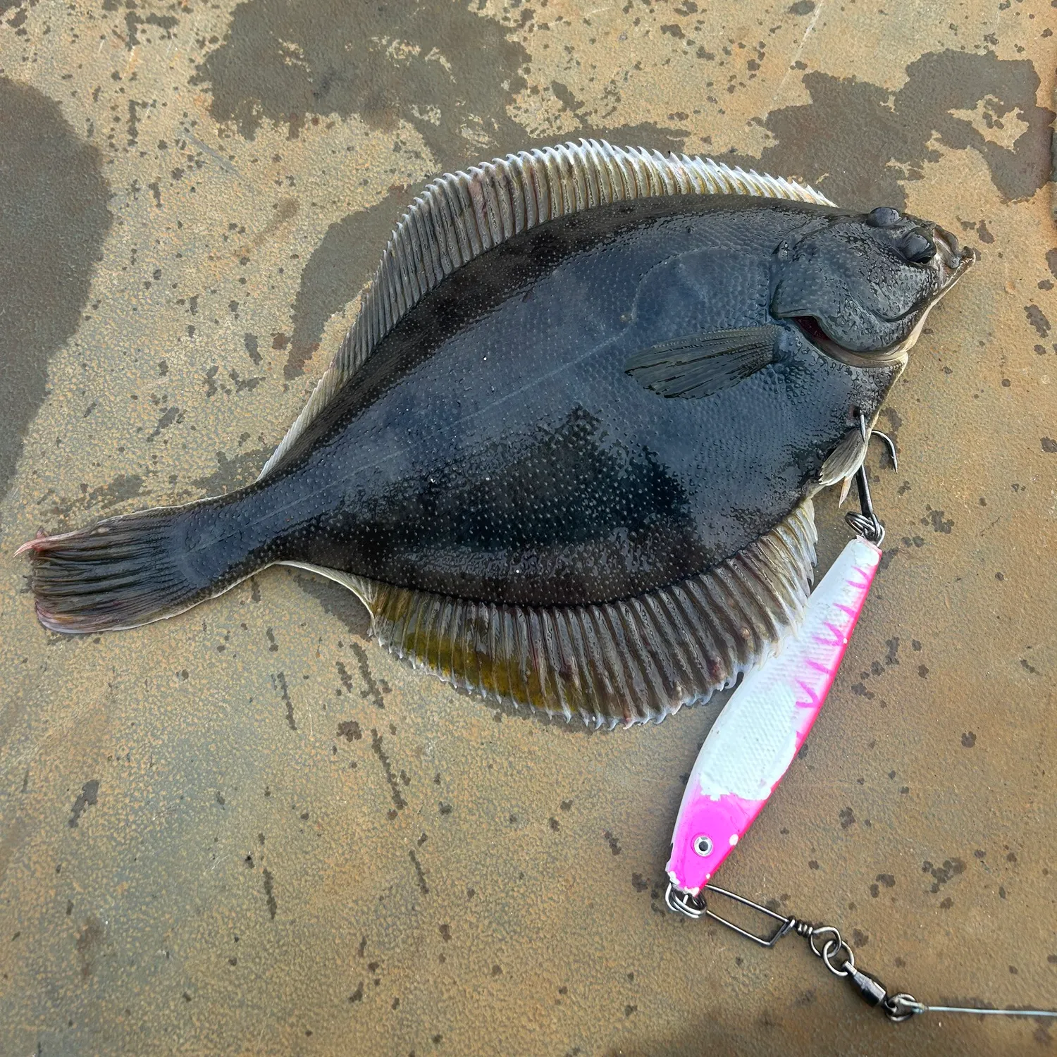 The most recent Starry flounder catches on Fishbrain