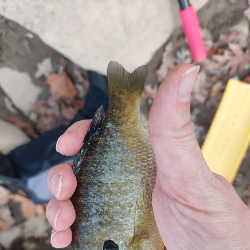 Bluegill caught on Fishbrain