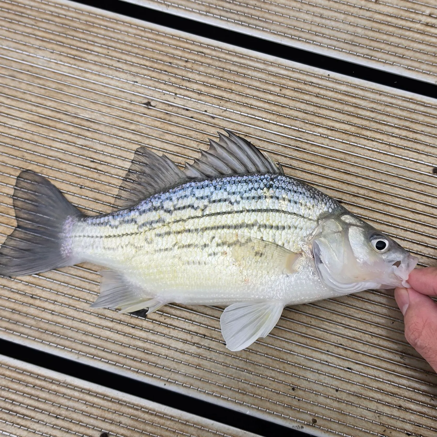 Yellow bass caught on Fishbrain