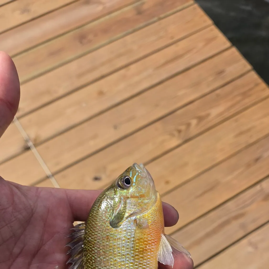 Redbreast sunfish caught on Fishbrain
