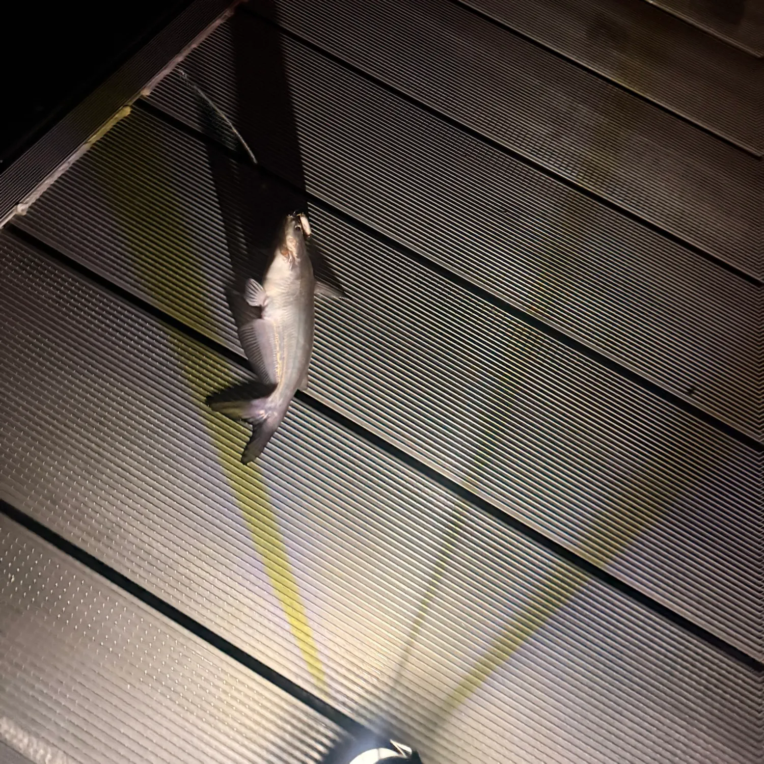 Blue catfish caught on Fishbrain