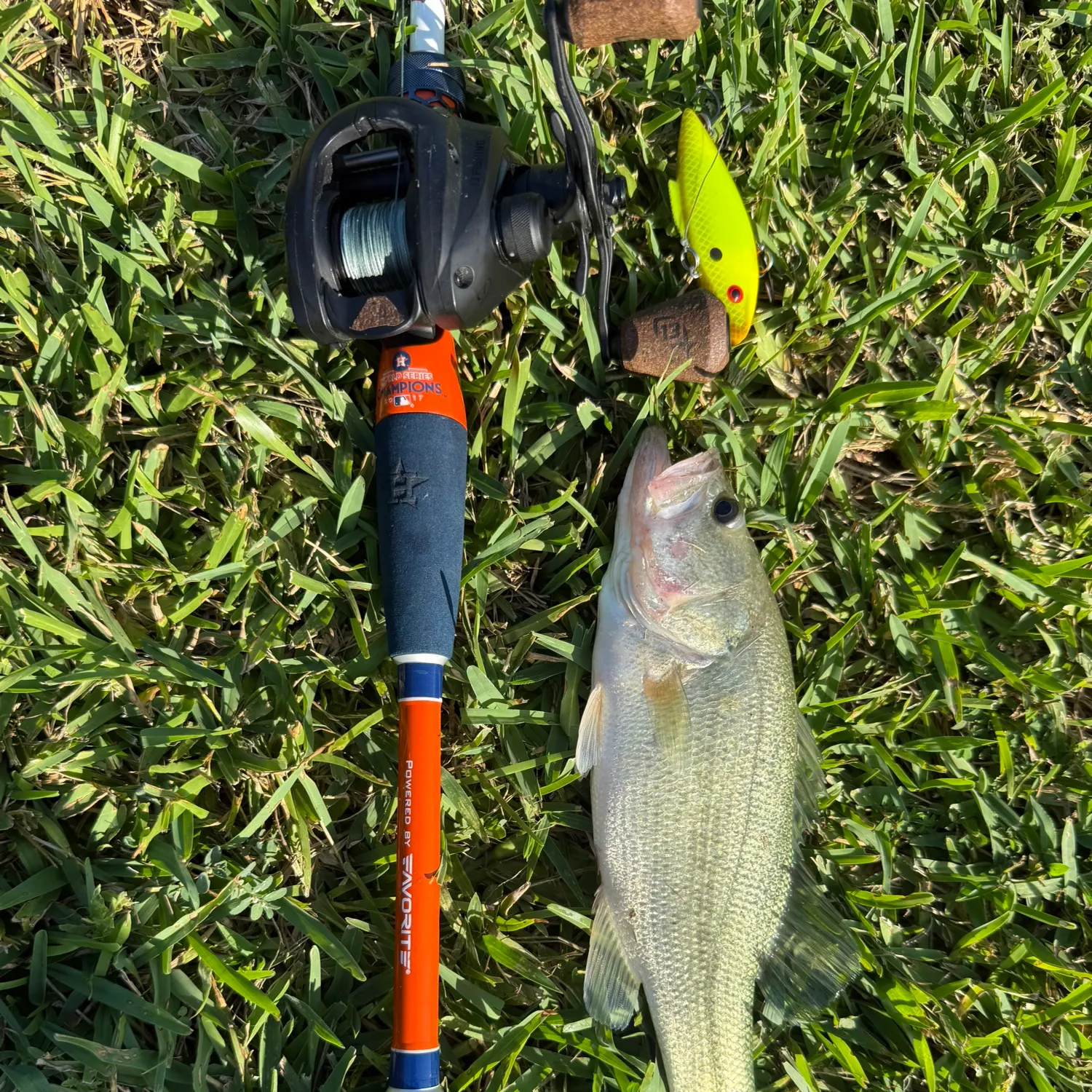 Largemouth bass caught on Fishbrain