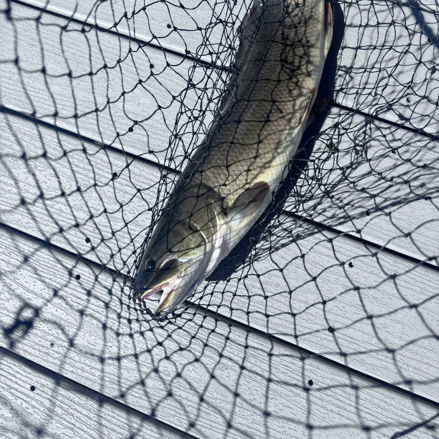 Ruddy bowfin caught on Fishbrain