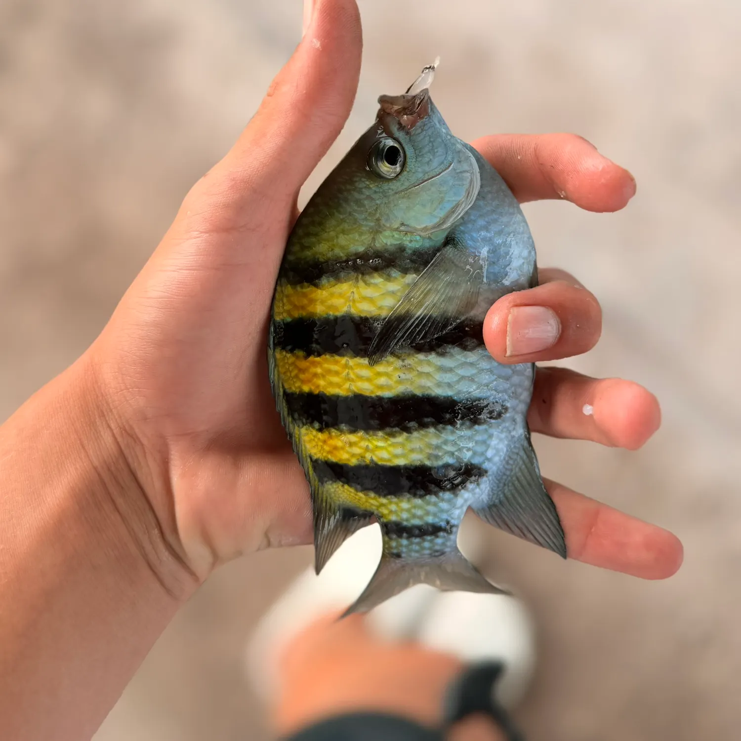 The most recent Panamic sergeant major catches on Fishbrain