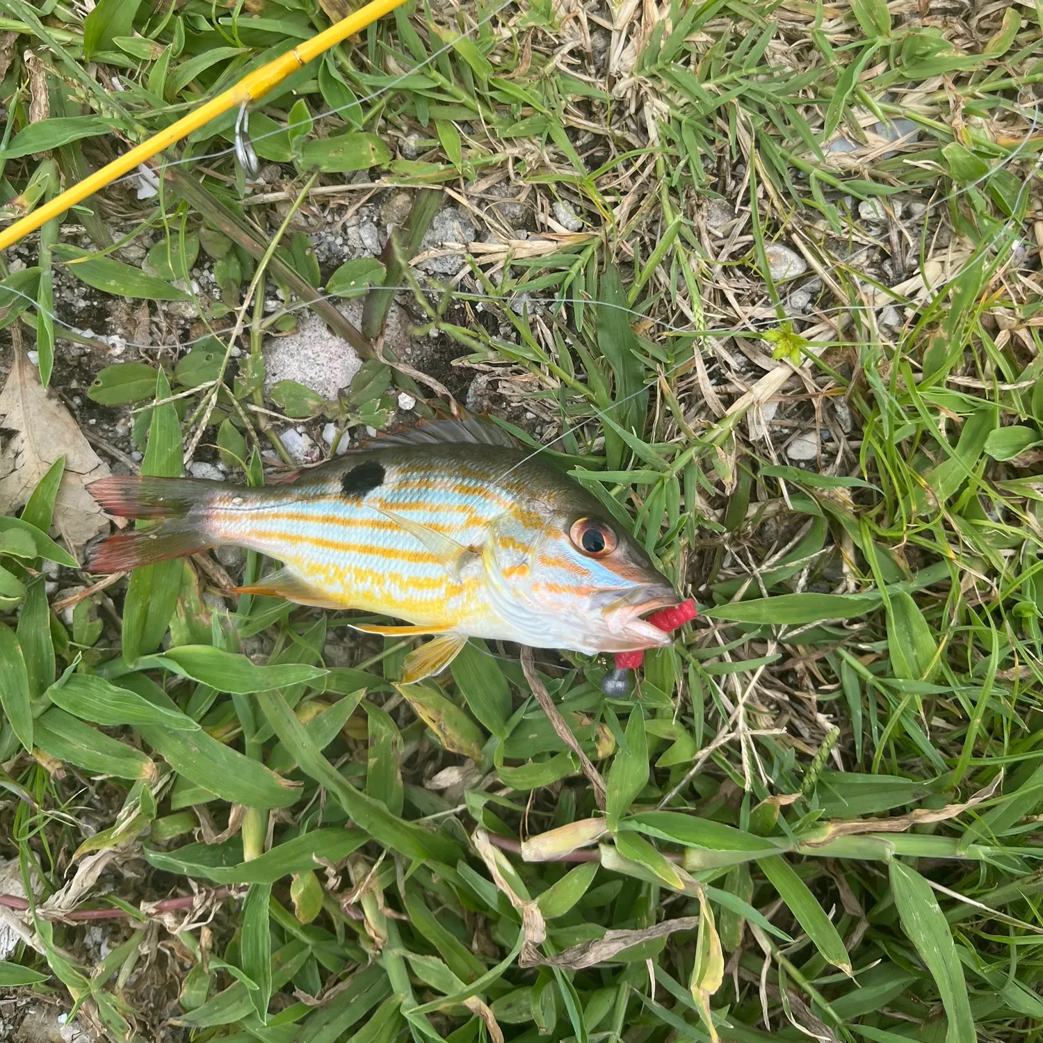 The most recent Lane snapper catches on Fishbrain