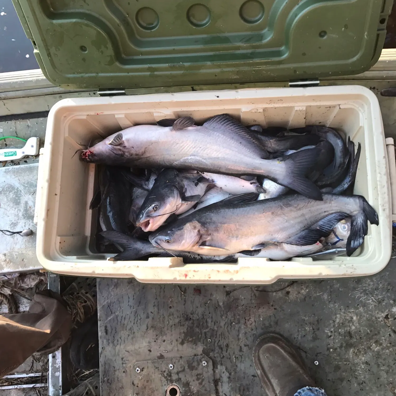 recently logged catches