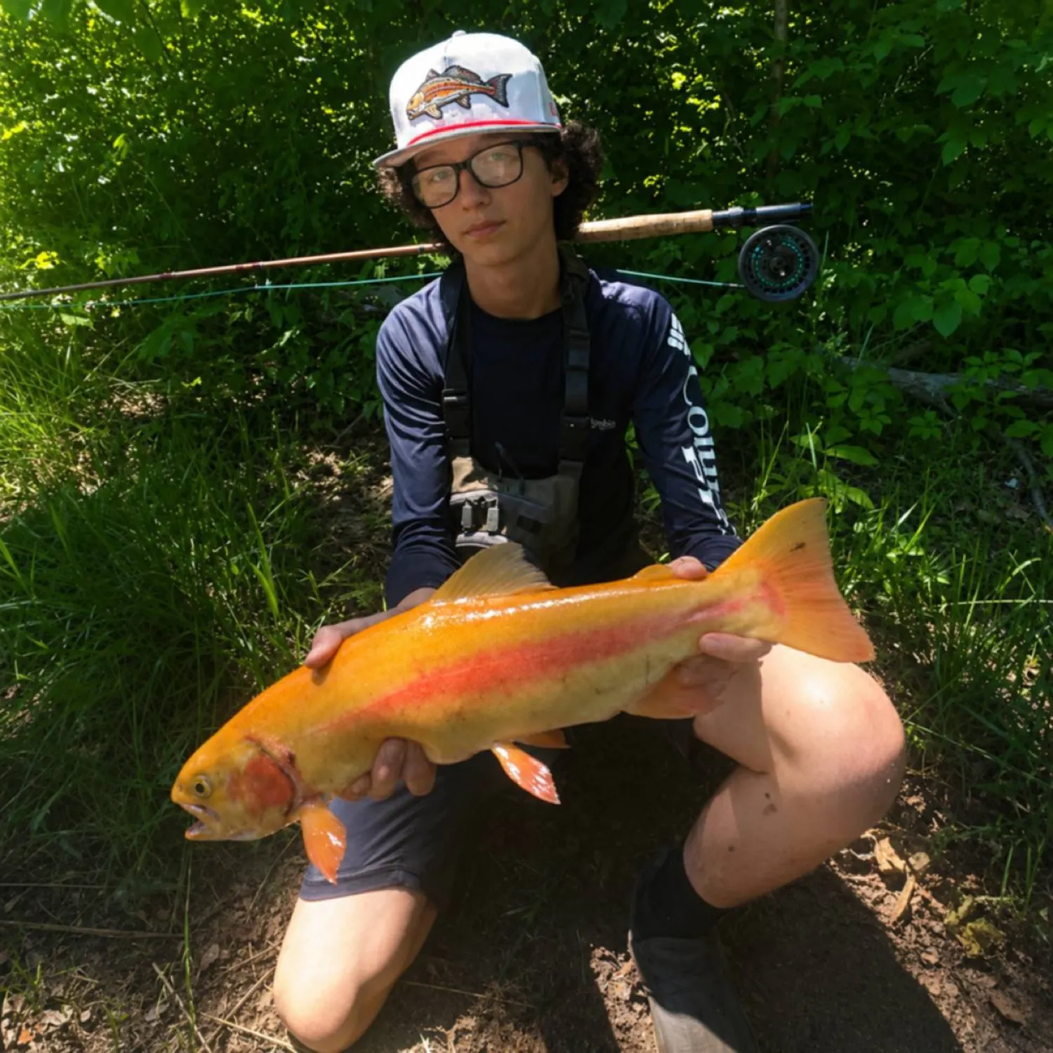 Golden rainbow trout caught on Fishbrain