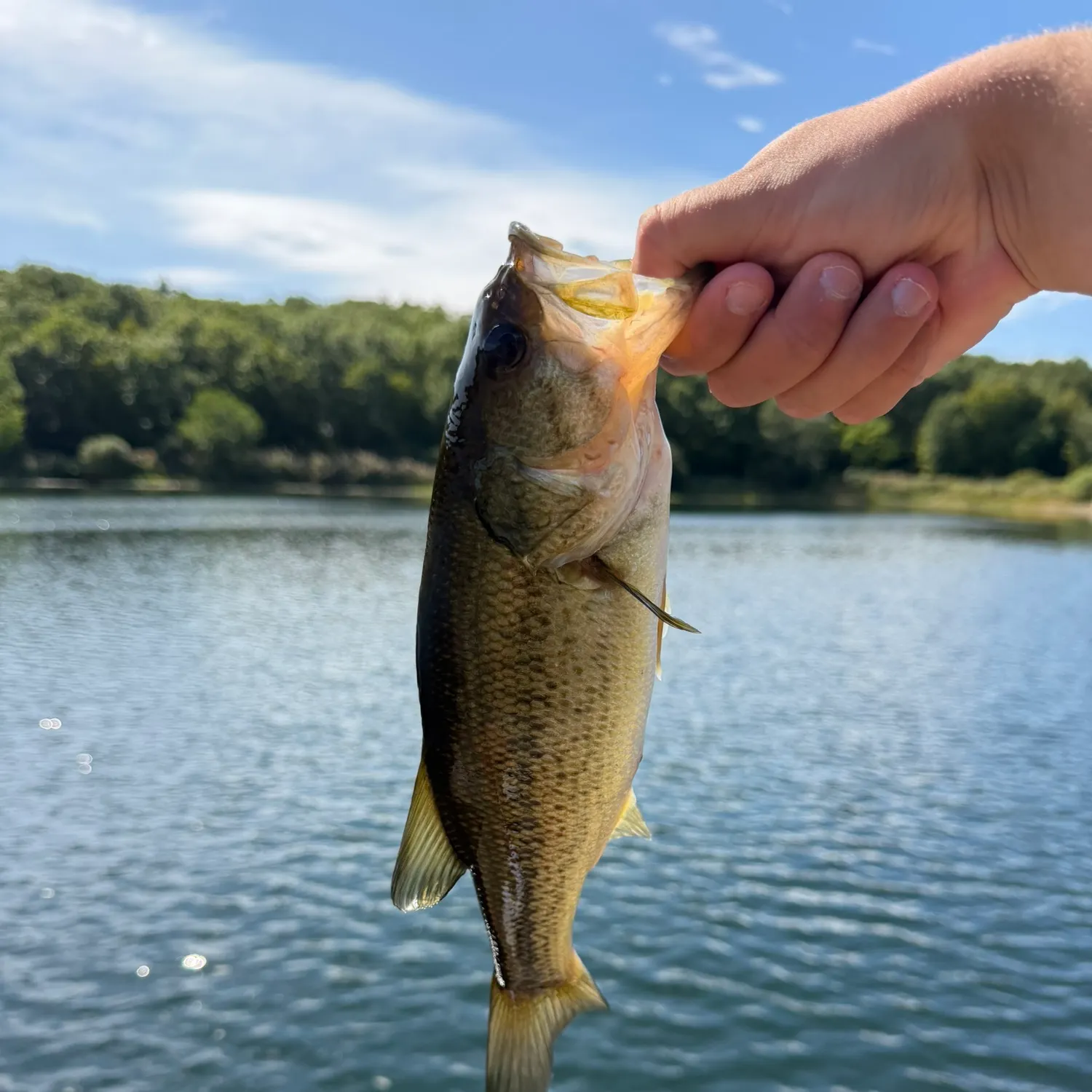 Largemouth bass caught on Fishbrain