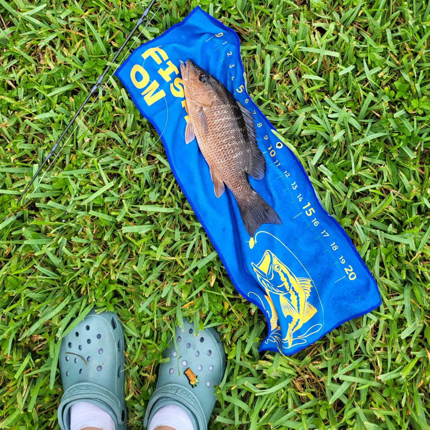 Mangrove snapper caught on Fishbrain