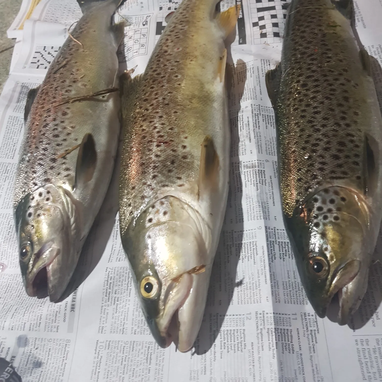 recently logged catches