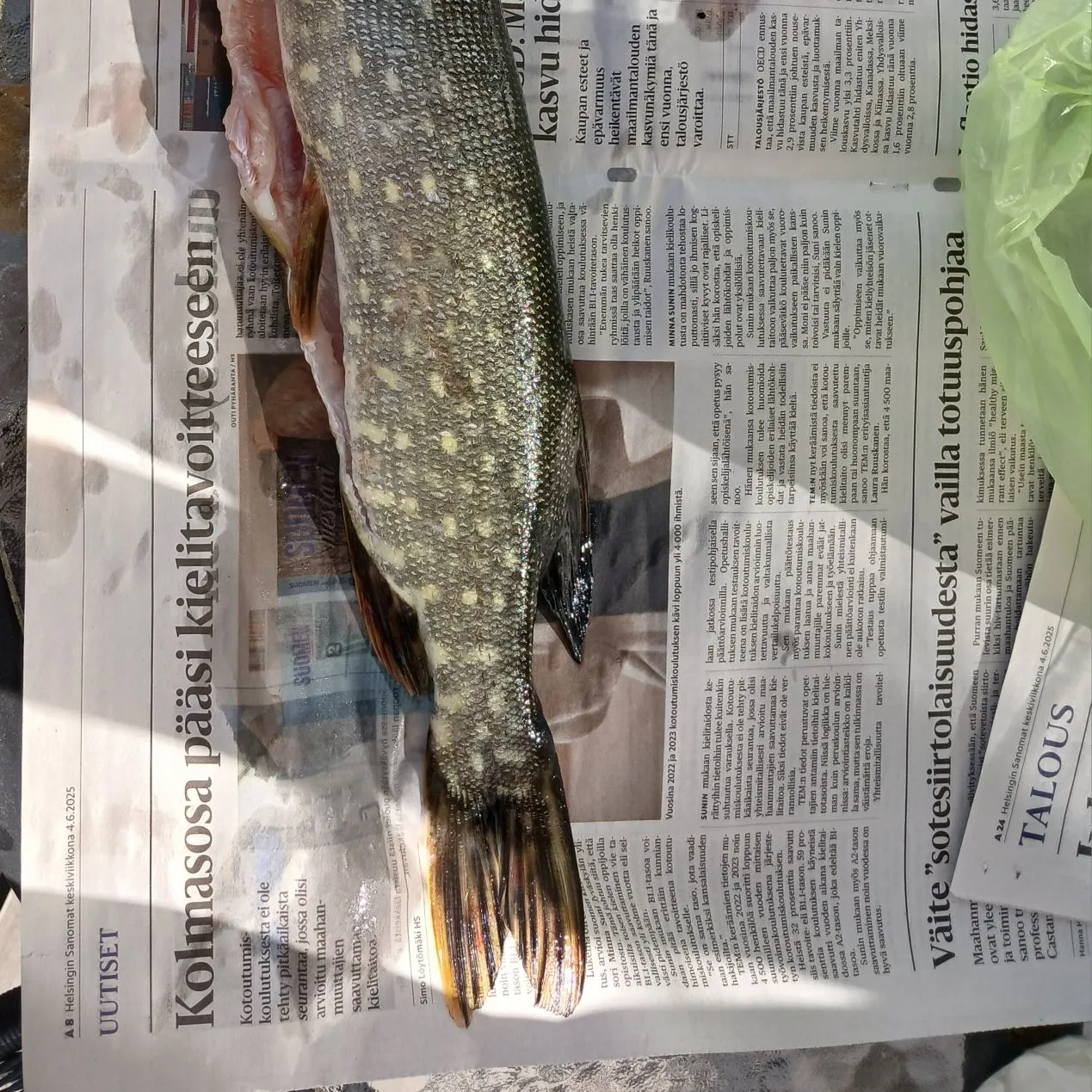 recently logged catches