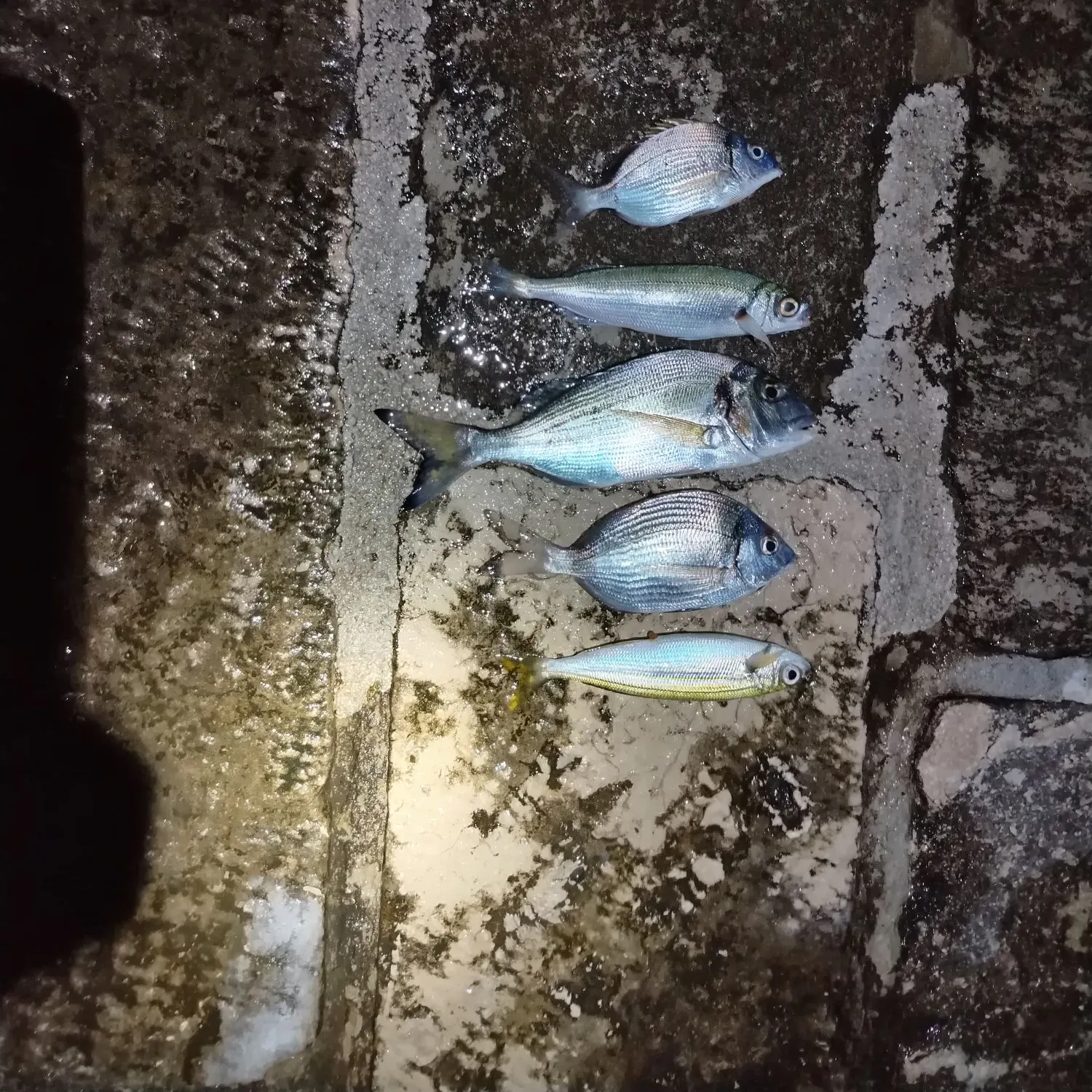 The most recent Gilthead seabream catches on Fishbrain