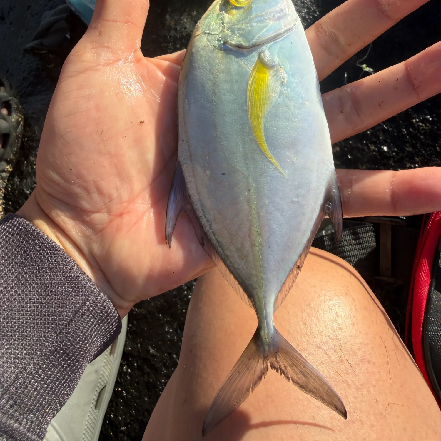 The most recent Bluefin trevally catches on Fishbrain
