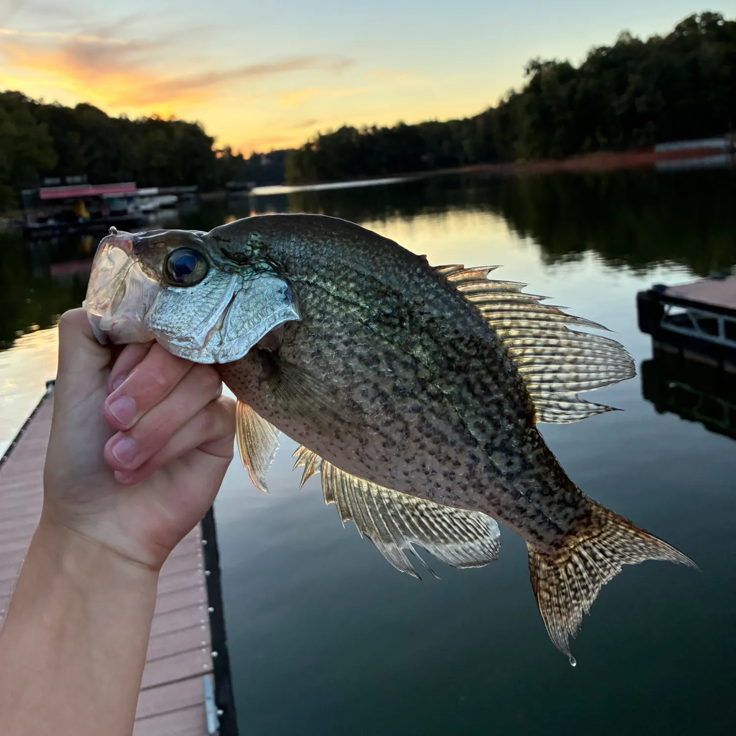 Black crappie caught on Fishbrain