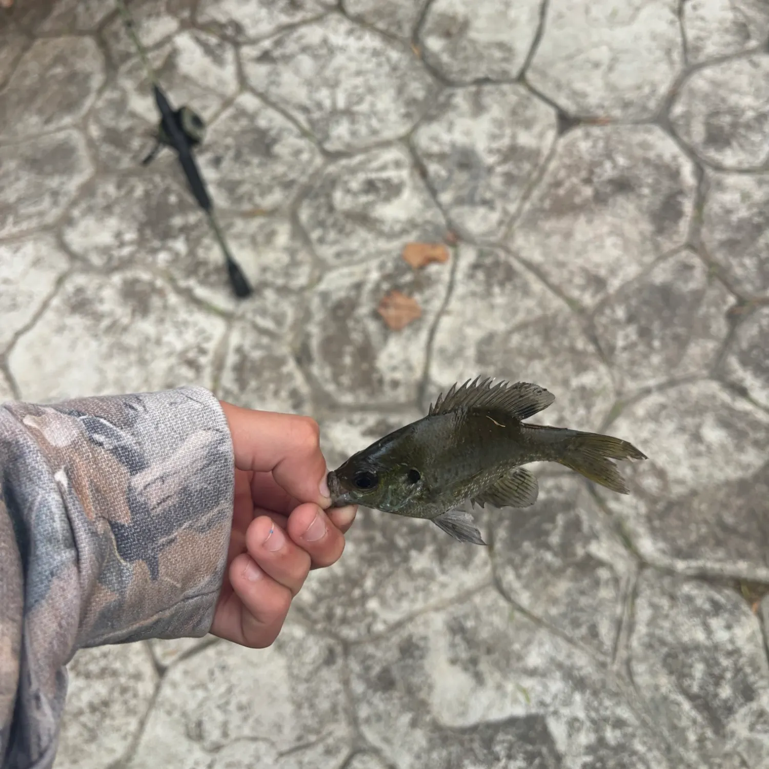 Bluegill caught on Fishbrain