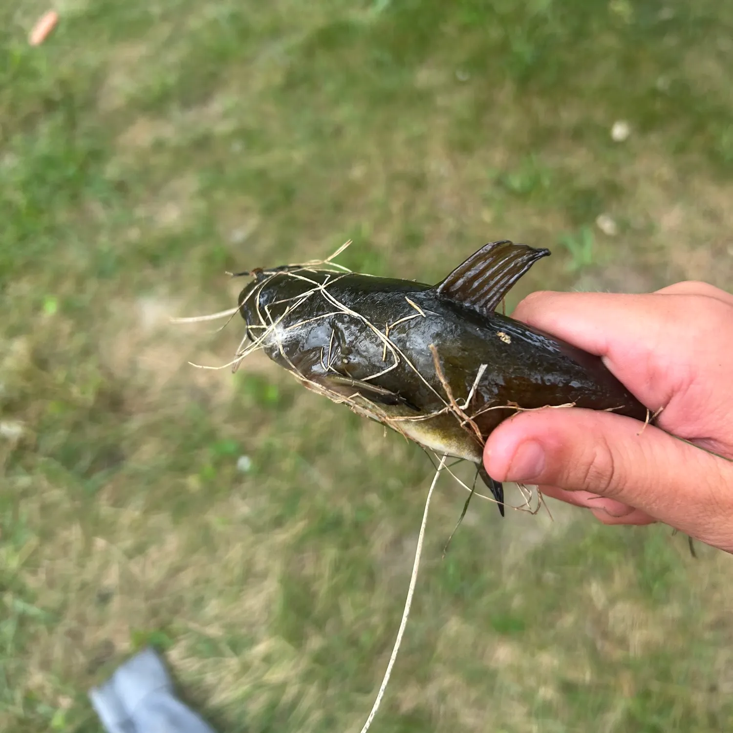 Black bullhead caught on Fishbrain