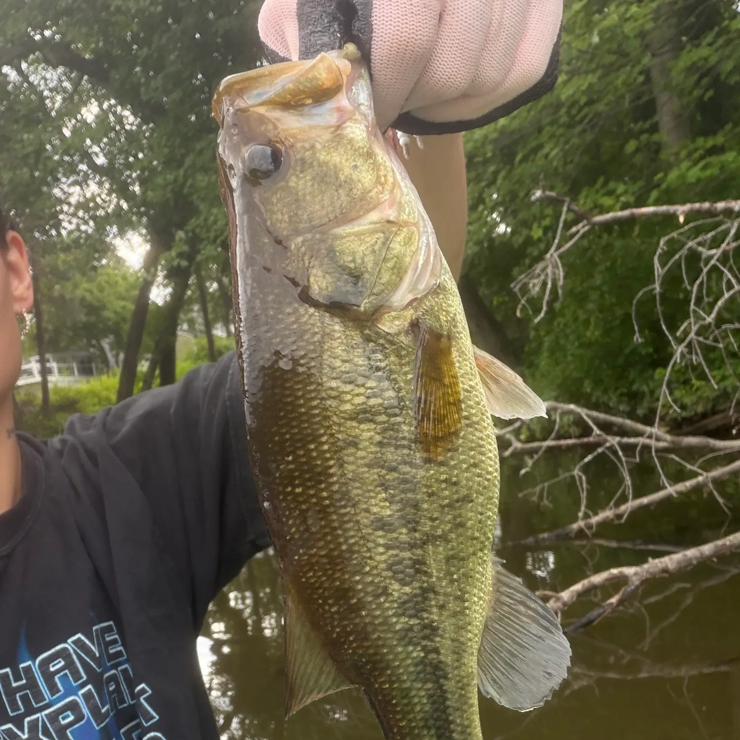 Largemouth bass caught on Fishbrain